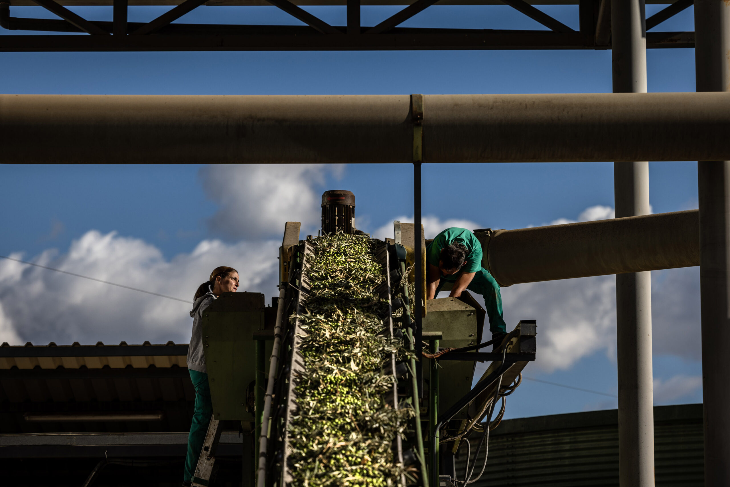 Olivas apanhadas antes da moagem em um moinho de azeite na Espanha (Angel Garcia/Bloomberg)