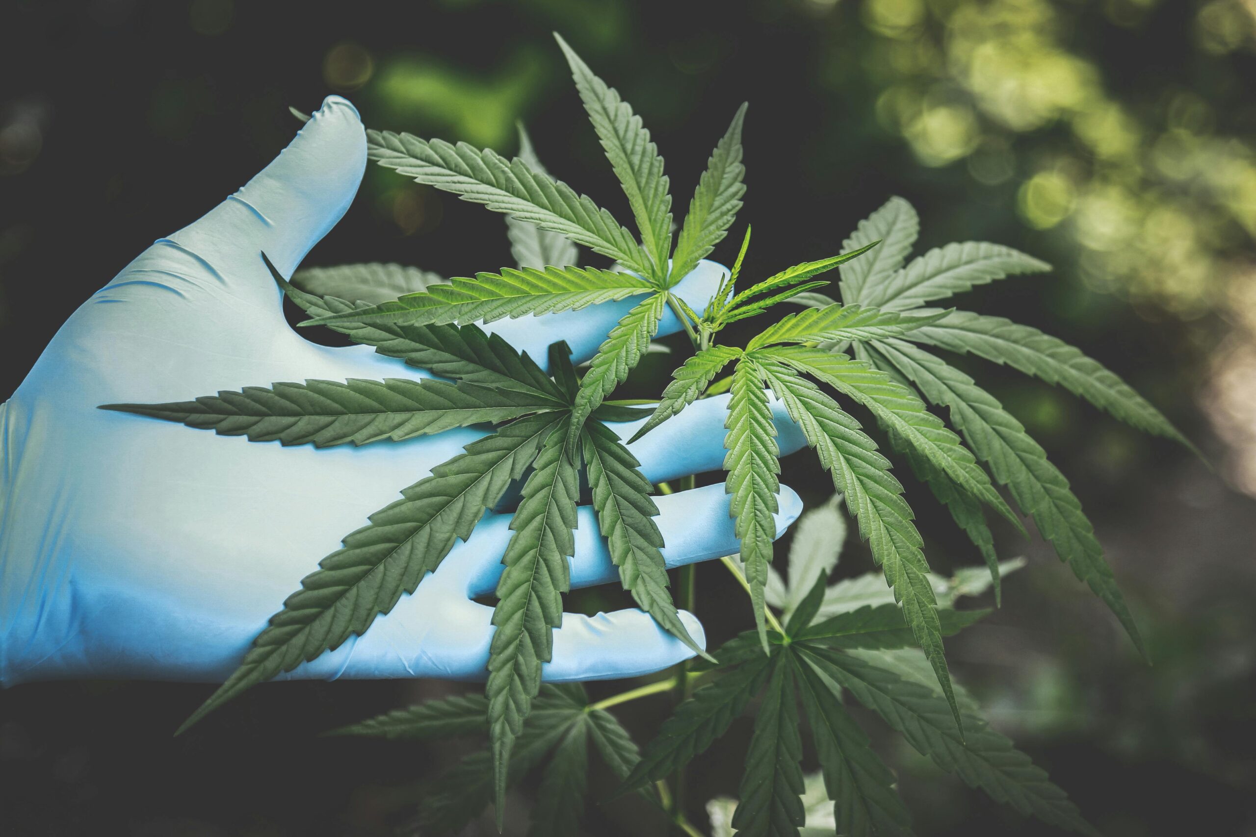 Cannabis: a deliberação do Supremo Tribunal Federal se choca com a PEC das Drogas, que está em discussão no Congresso Nacional (Foto: Aphiwat chuangchoem/Pexels)
